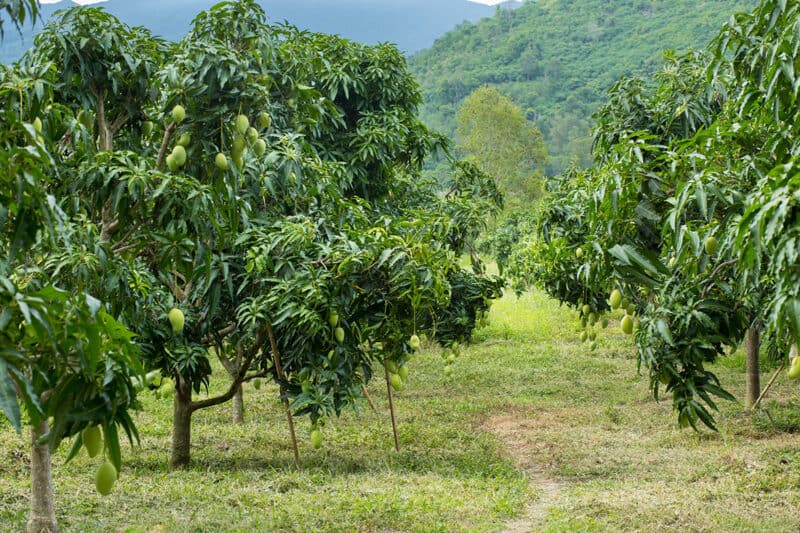 Mango Plantation